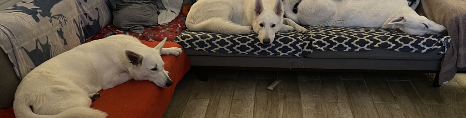 Sunnyside White Swiss Shepherds / Clarksville VA / Just chilling ❤️