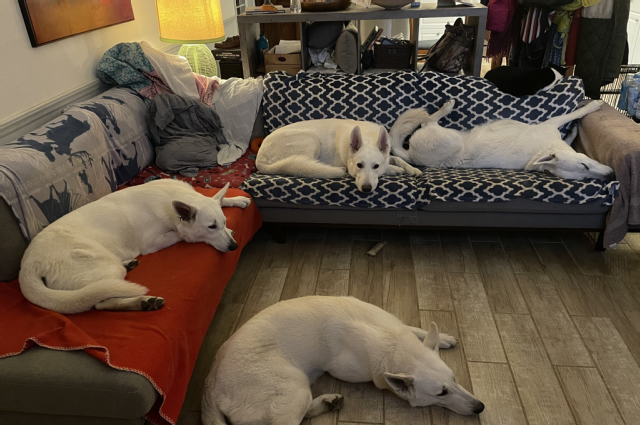 The Sunnyside Sisters Bed and Breakfast / Clarksville VA / Just chilling ❤️