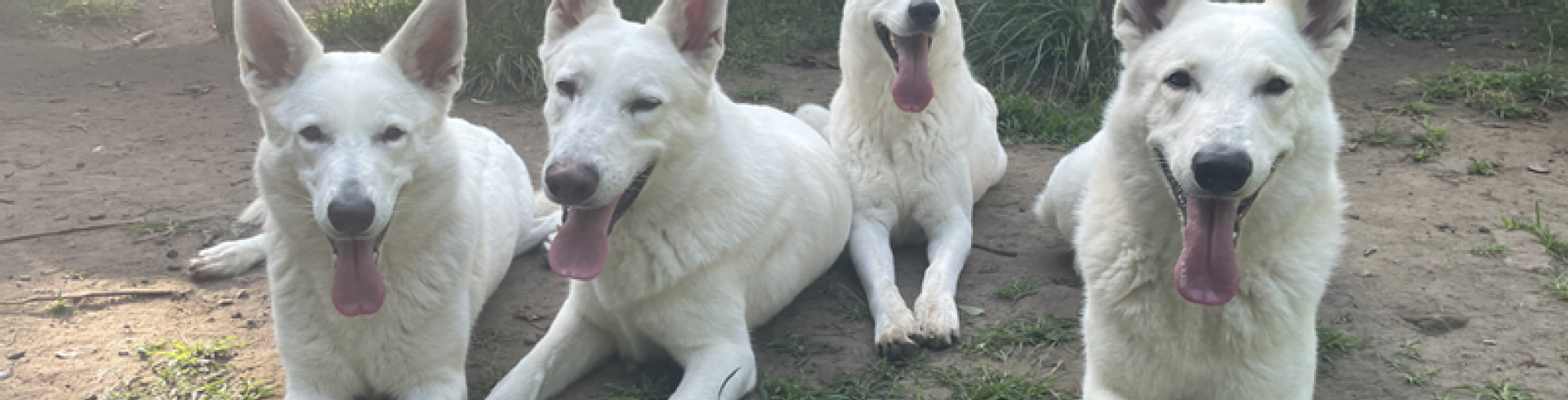 Sunnyside White Swiss Shepherds / Clarksville VA /