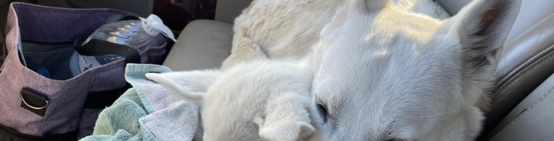 Sunnyside White Swiss Shepherds / Clarksville VA /