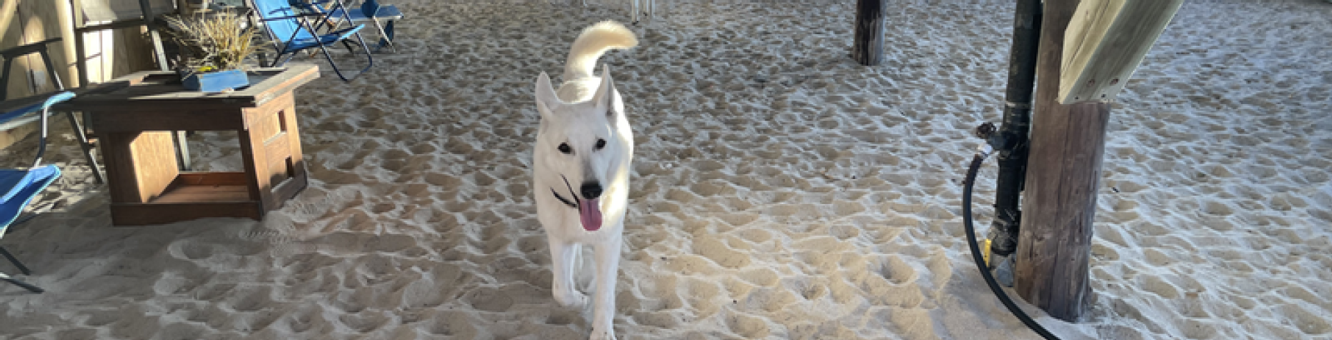 Sunnyside White Swiss Shepherds / Clarksville VA / Couple days beach
