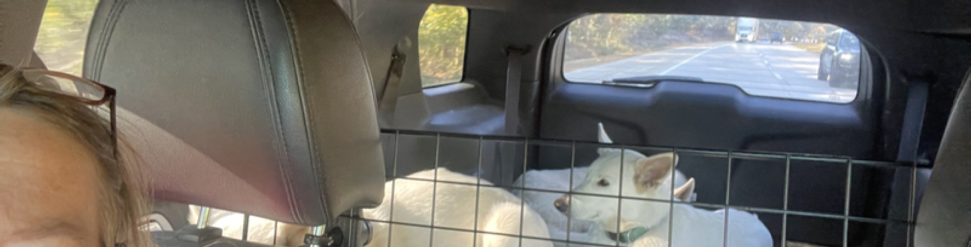 Sunnyside White Swiss Shepherds / Clarksville VA /