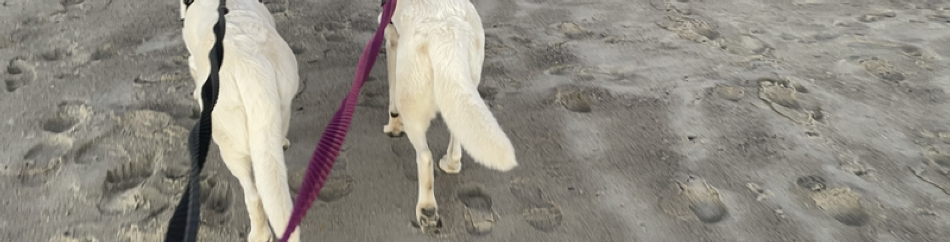 Sunnyside White Swiss Shepherds / Clarksville VA /