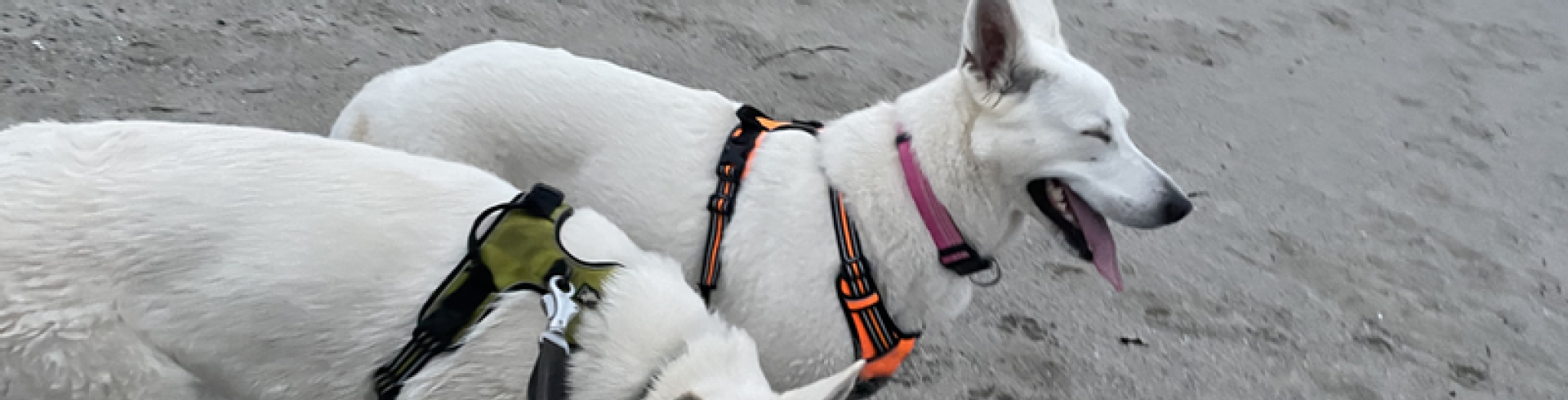 Sunnyside White Swiss Shepherds / Clarksville VA /