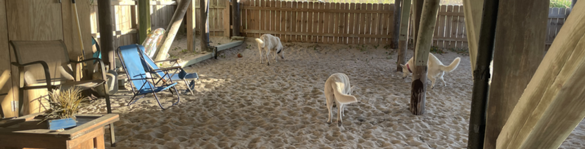 Sunnyside White Swiss Shepherds / Clarksville VA /