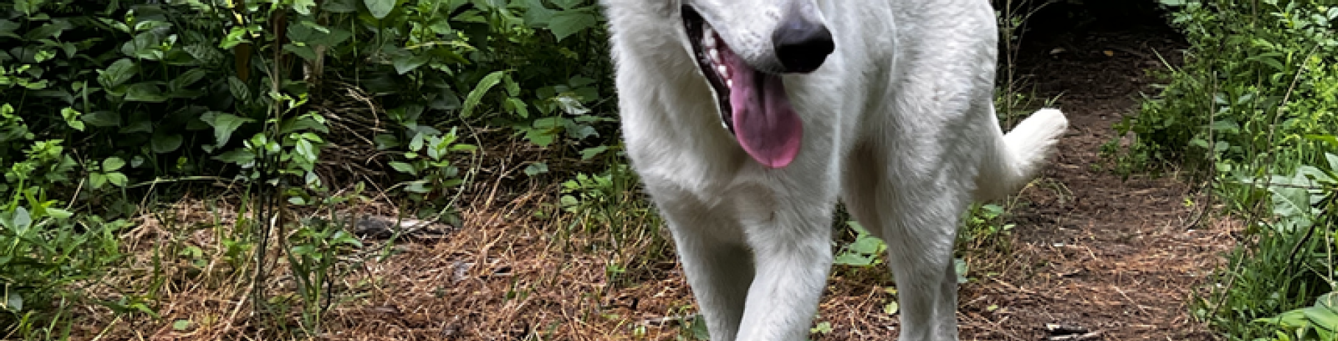 Sunnyside White Swiss Shepherds / Clarksville VA /