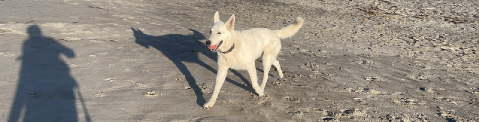 Sunnyside White Swiss Shepherds / Clarksville VA /