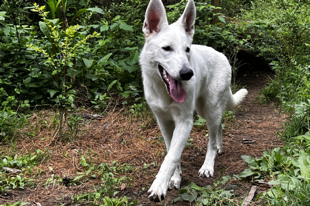 The Sunnyside Sisters Bed and Breakfast / Clarksville VA / UKC pedigree Jolie Evie