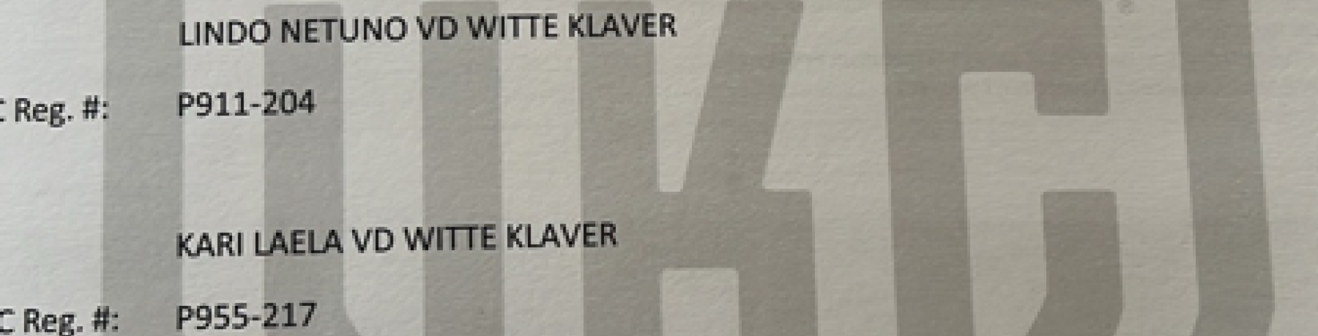 Sunnyside White Swiss Shepherds / Clarksville VA /