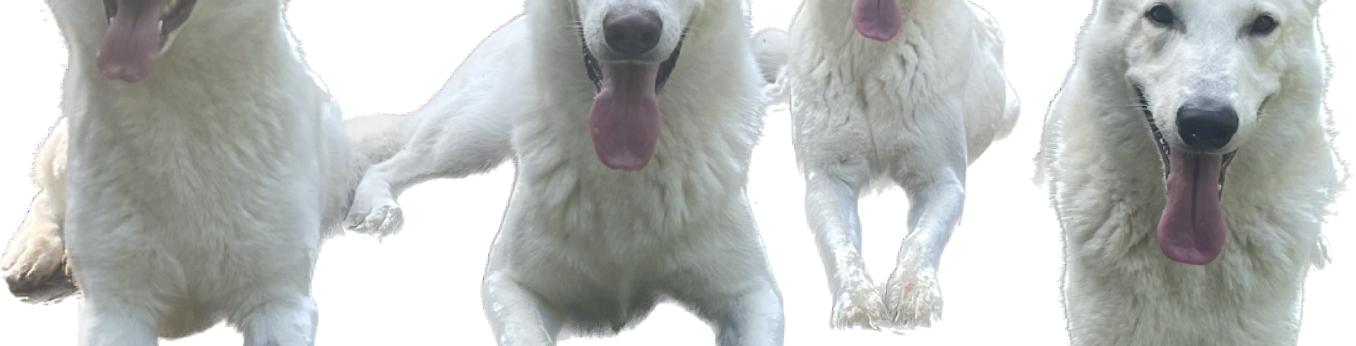 Sunnyside White Swiss Shepherds / Clarksville VA / Mijne 4 years old today!