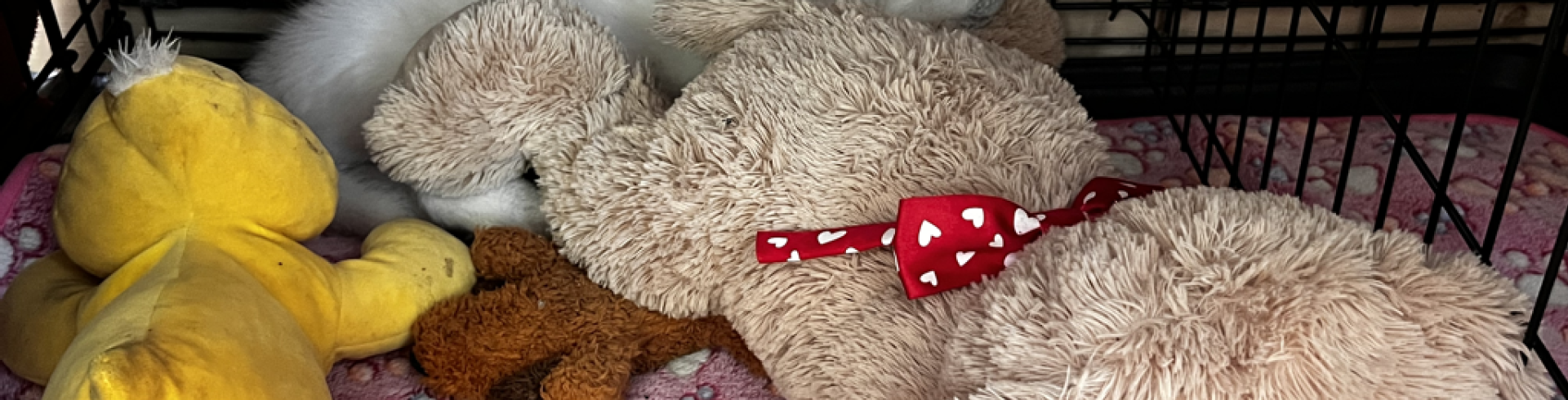 Sunnyside White Swiss Shepherds / Clarksville VA /