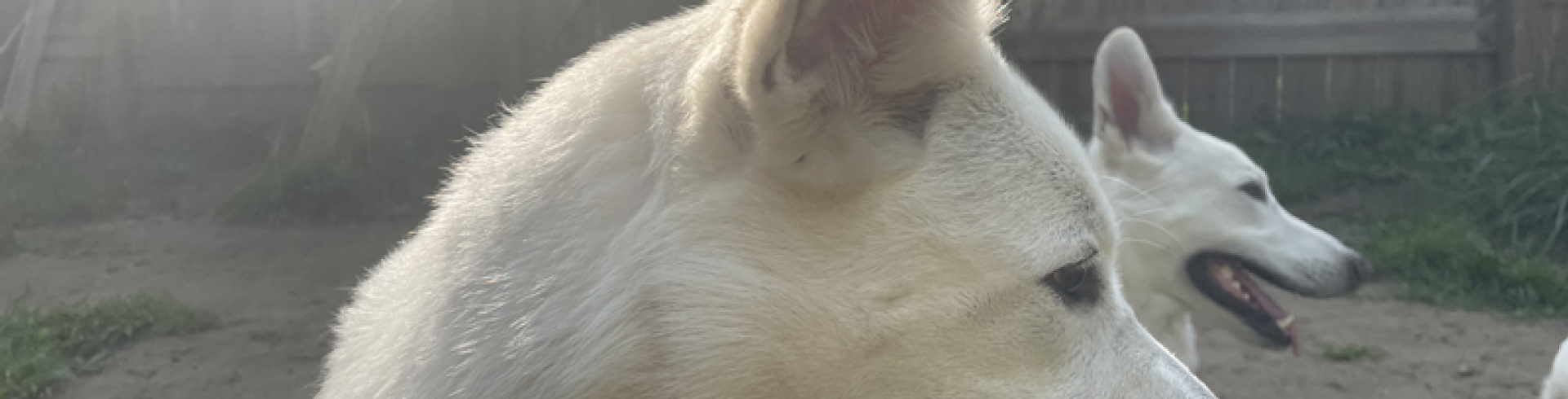 Sunnyside White Swiss Shepherds / Clarksville VA /