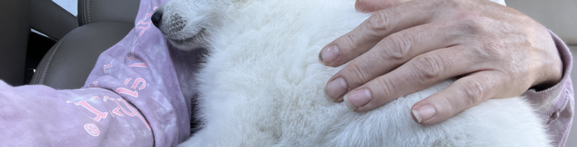 Sunnyside White Swiss Shepherds / Clarksville VA /