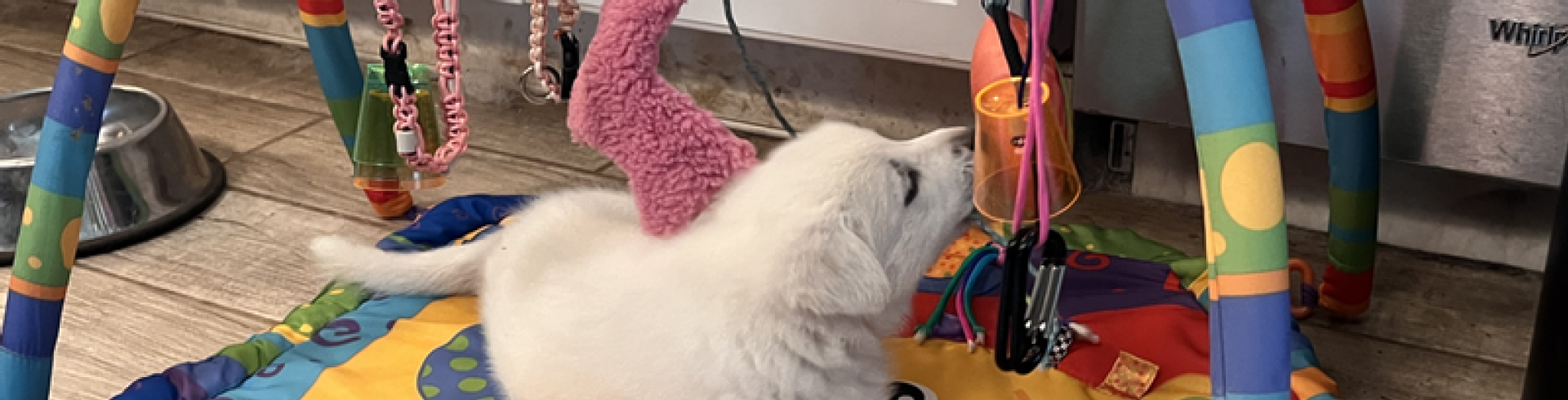 Sunnyside White Swiss Shepherds / Clarksville VA /