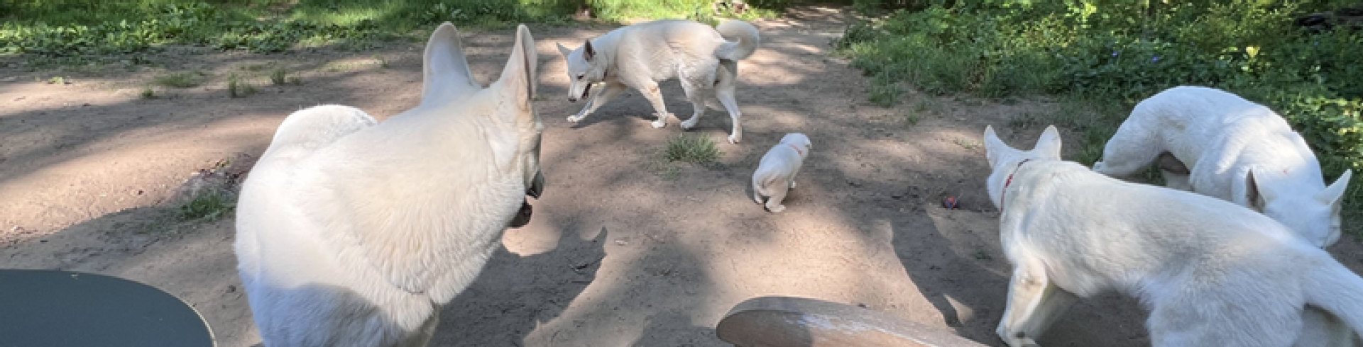 Sunnyside White Swiss Shepherds / Clarksville VA /