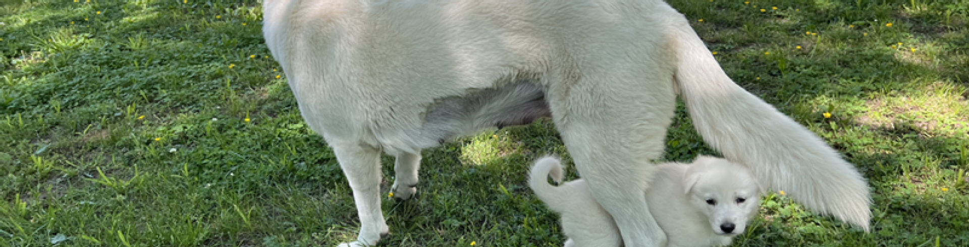Sunnyside White Swiss Shepherds / Clarksville VA /