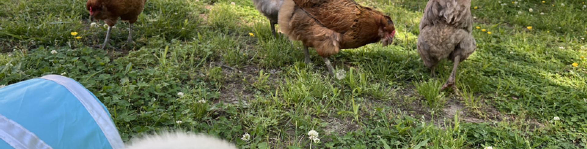 Sunnyside White Swiss Shepherds / Clarksville VA /