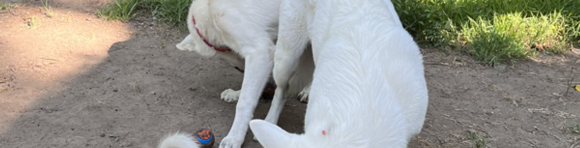 Sunnyside White Swiss Shepherds / Clarksville VA /
