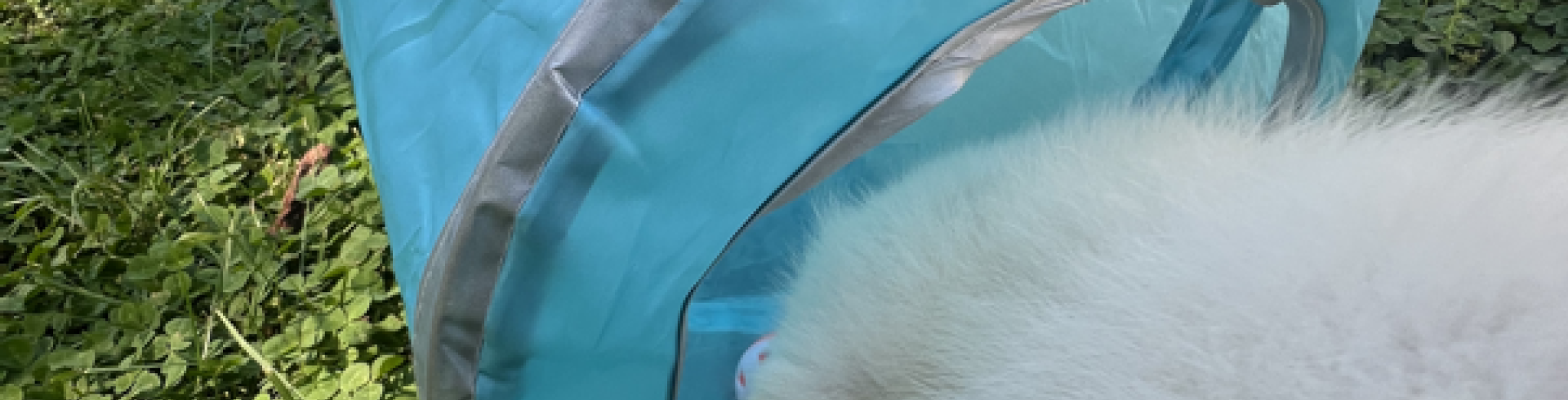 Sunnyside White Swiss Shepherds / Clarksville VA /