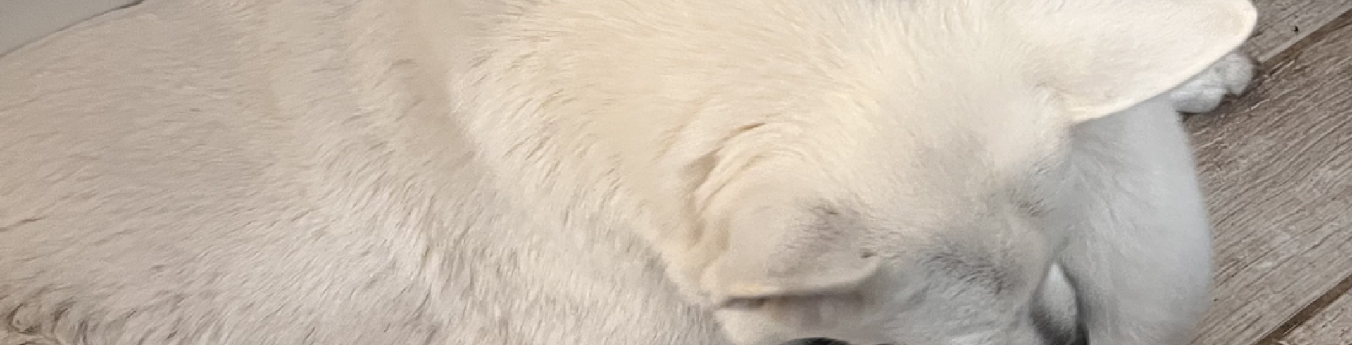 Sunnyside White Swiss Shepherds / Clarksville VA /