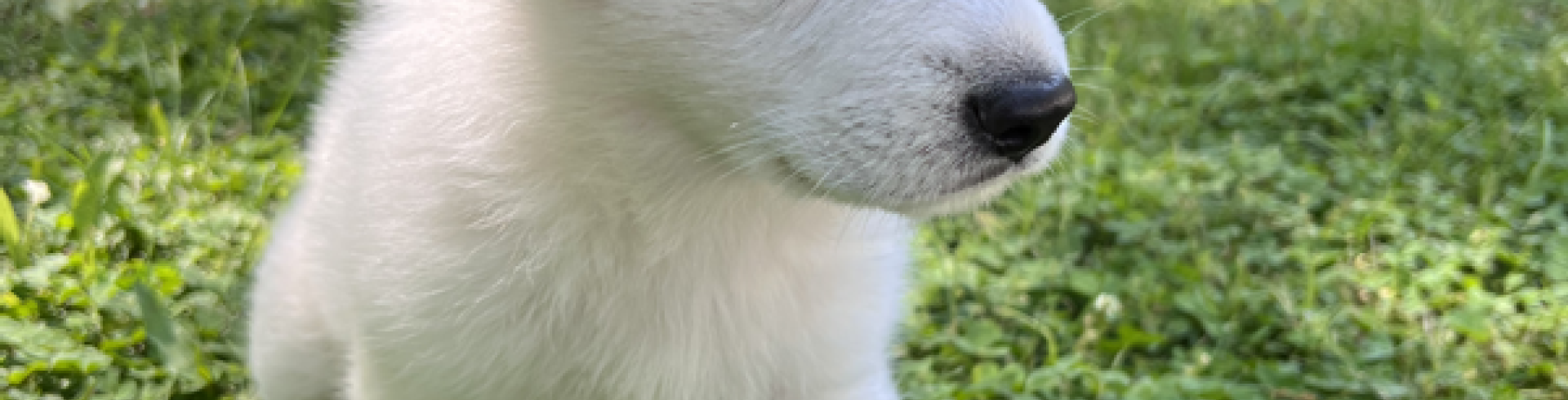 Sunnyside White Swiss Shepherds / Clarksville VA /