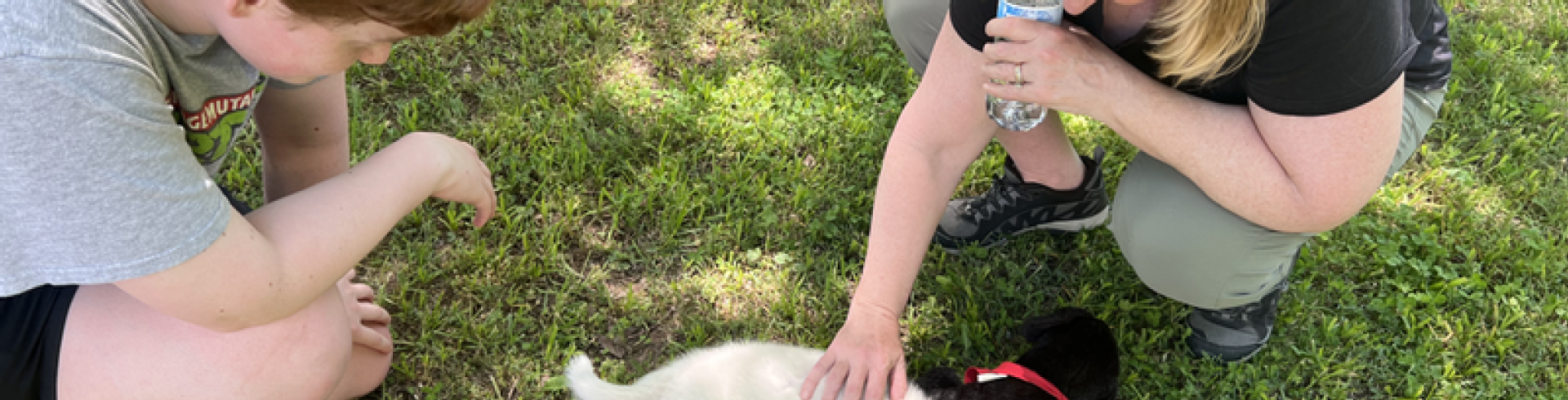 Sunnyside White Swiss Shepherds / Clarksville VA /