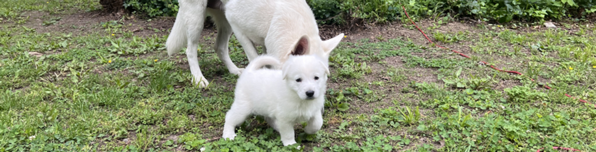 Sunnyside White Swiss Shepherds / Clarksville VA /