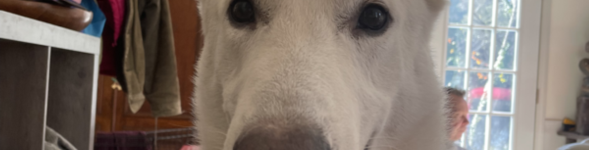 Sunnyside White Swiss Shepherds / Clarksville VA /