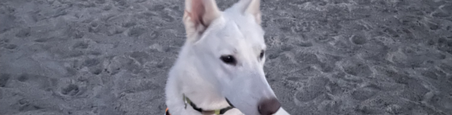 Sunnyside White Swiss Shepherds / Clarksville VA /