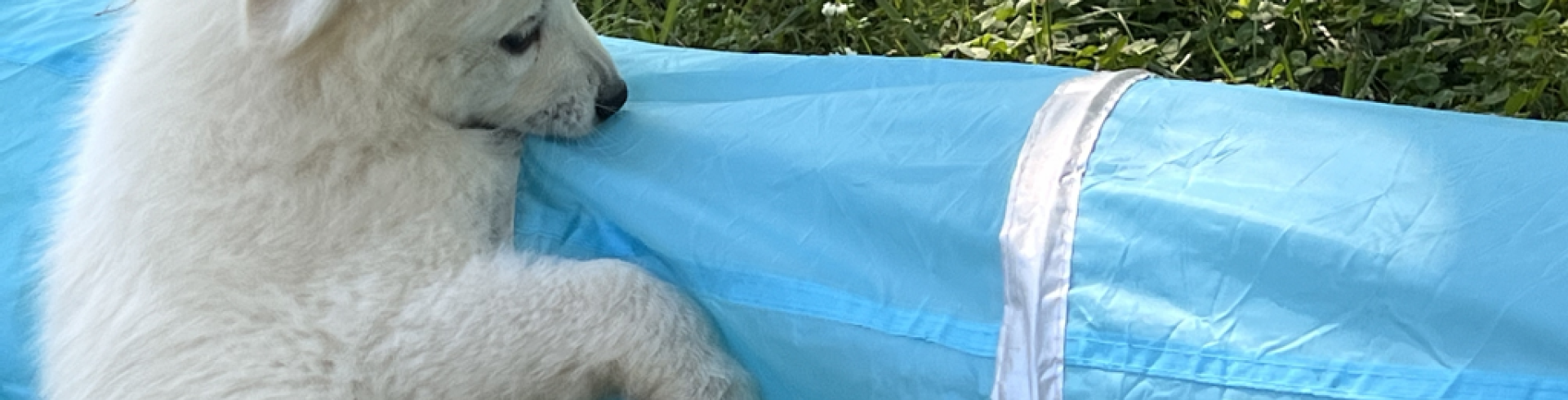 Sunnyside White Swiss Shepherds / Clarksville VA / I like that ... let's do it again!