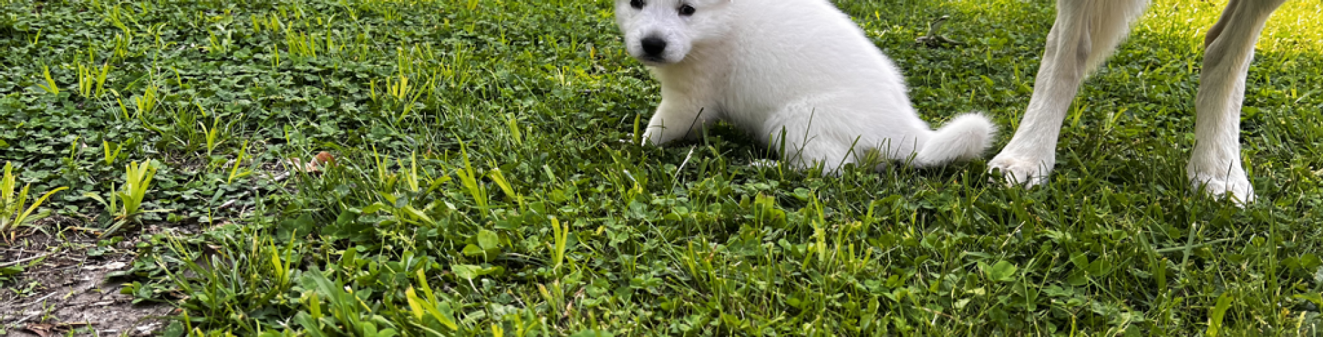 Sunnyside White Swiss Shepherds / Clarksville VA /