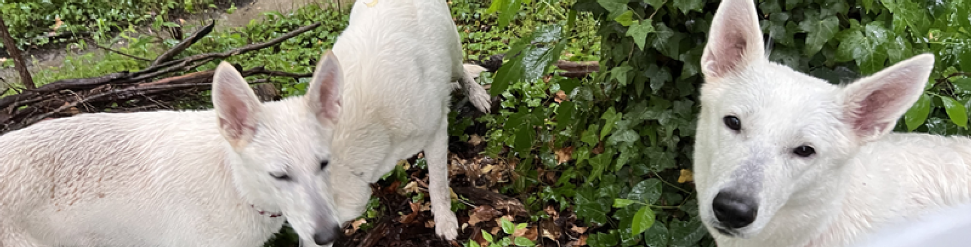 Sunnyside White Swiss Shepherds / Clarksville VA / Triple canicross