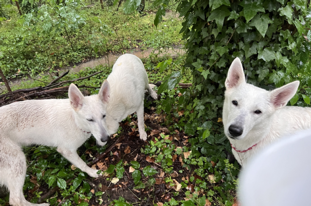 The Sunnyside Sisters Bed and Breakfast / Clarksville VA / Triple canicross