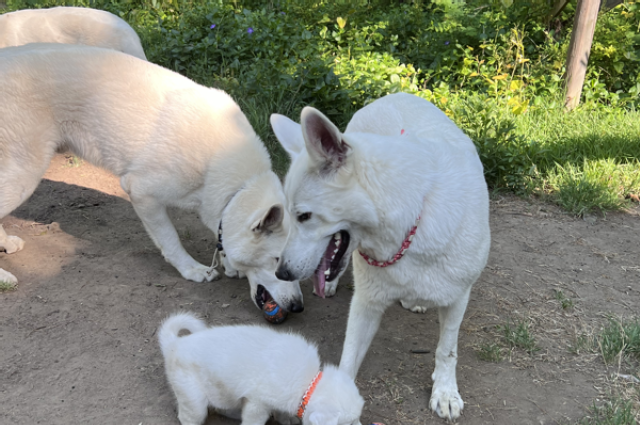 The Sunnyside Sisters Bed and Breakfast / Clarksville VA / Full house!
