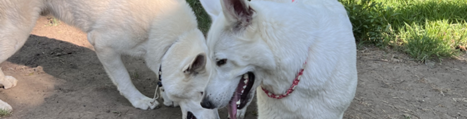 Sunnyside White Swiss Shepherds / Clarksville VA / Full house!