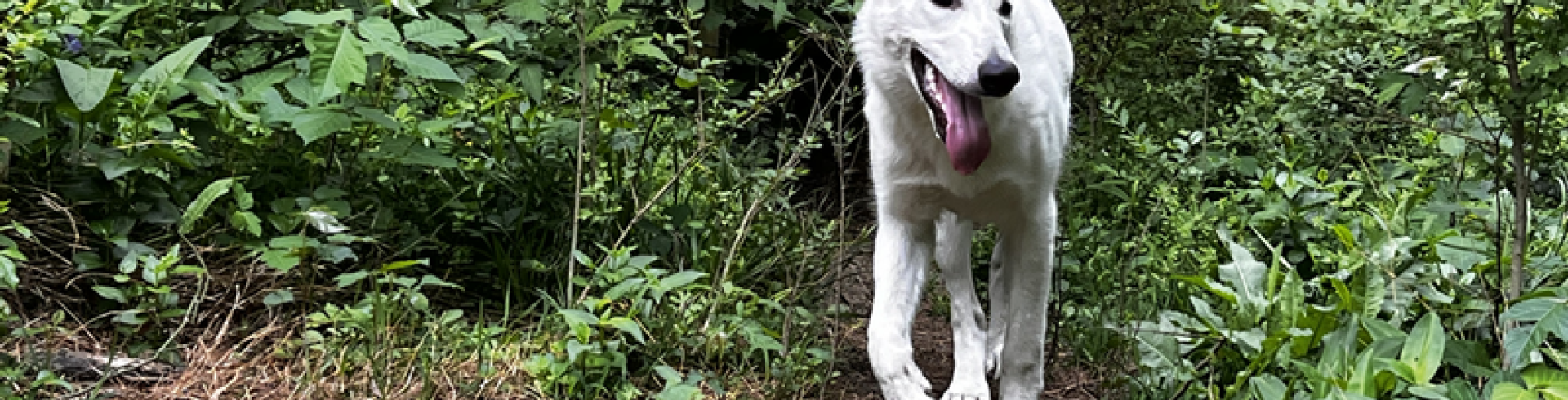 Sunnyside White Swiss Shepherds / Clarksville VA /