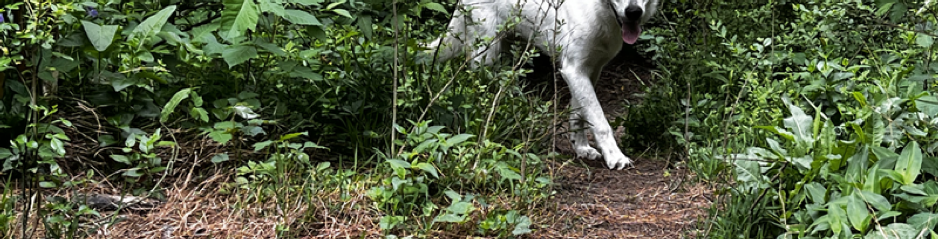 Sunnyside White Swiss Shepherds / Clarksville VA /