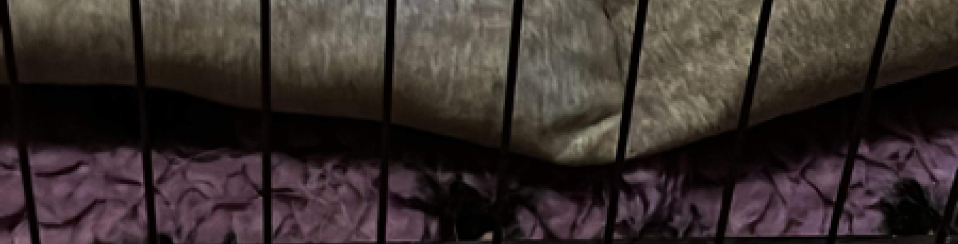 Sunnyside White Swiss Shepherds / Clarksville VA /