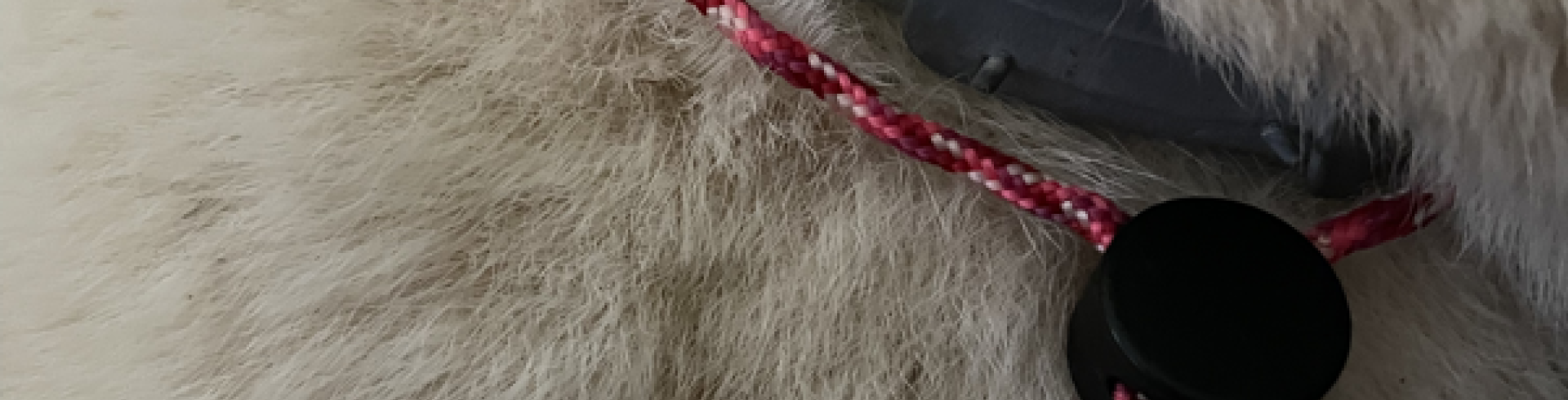 Sunnyside White Swiss Shepherds / Clarksville VA /