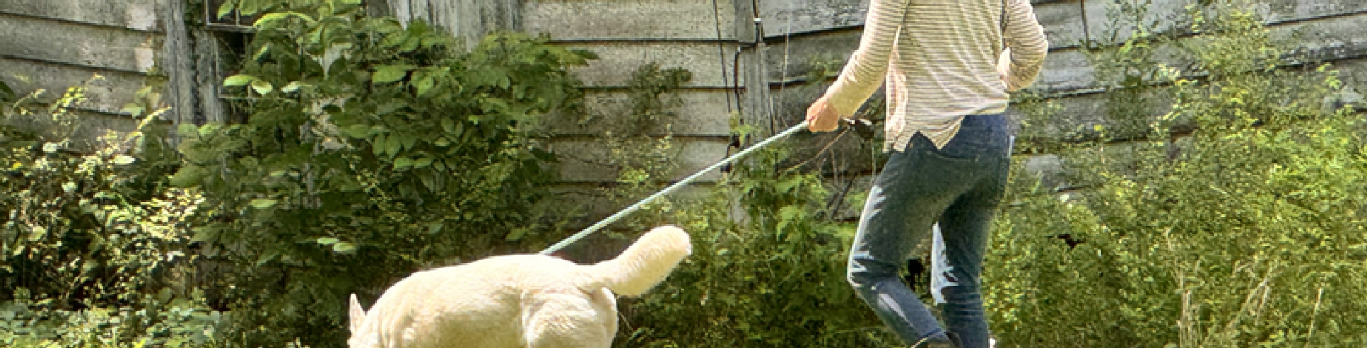 Sunnyside White Swiss Shepherds / Clarksville VA /