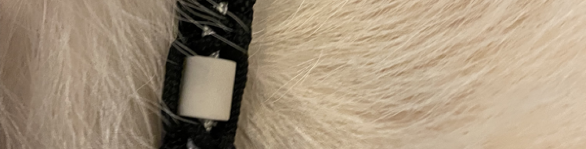 Sunnyside White Swiss Shepherds / Clarksville VA /