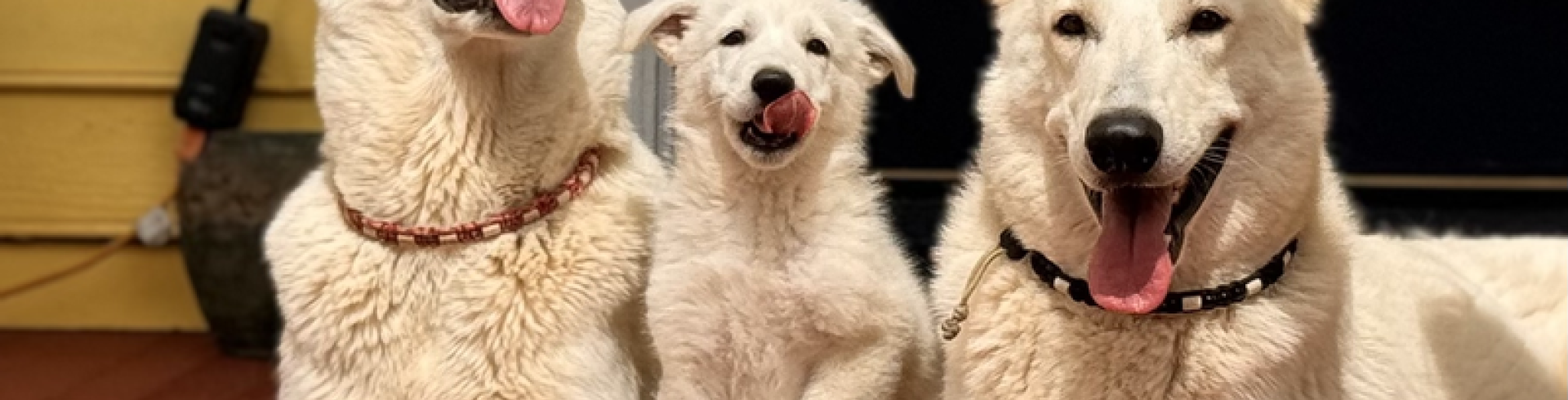 Sunnyside White Swiss Shepherds / Clarksville VA /