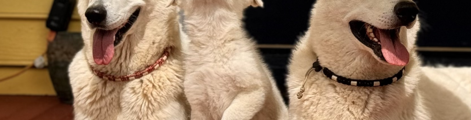 Sunnyside White Swiss Shepherds / Clarksville VA /