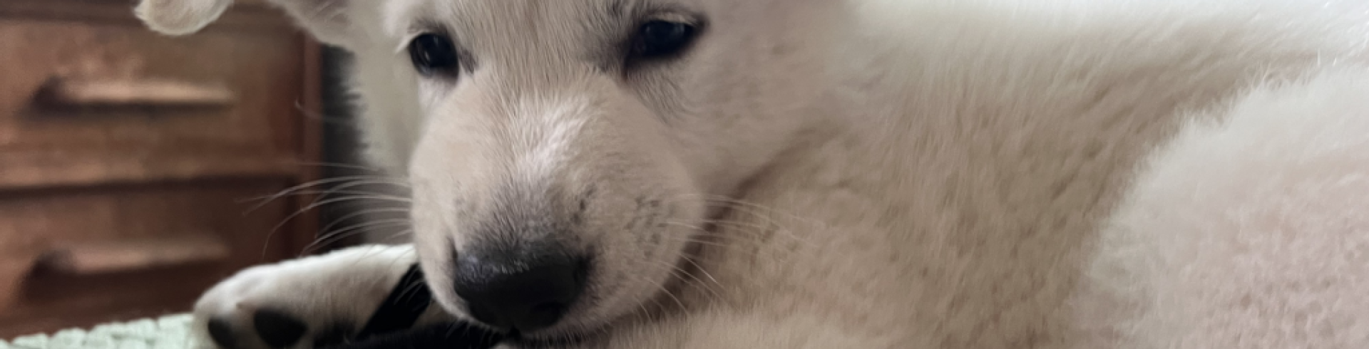 Sunnyside White Swiss Shepherds / Clarksville VA /