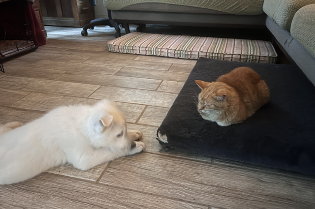 The Sunnyside Sisters Bed and Breakfast / Clarksville VA / Is the WSS a good match for me?