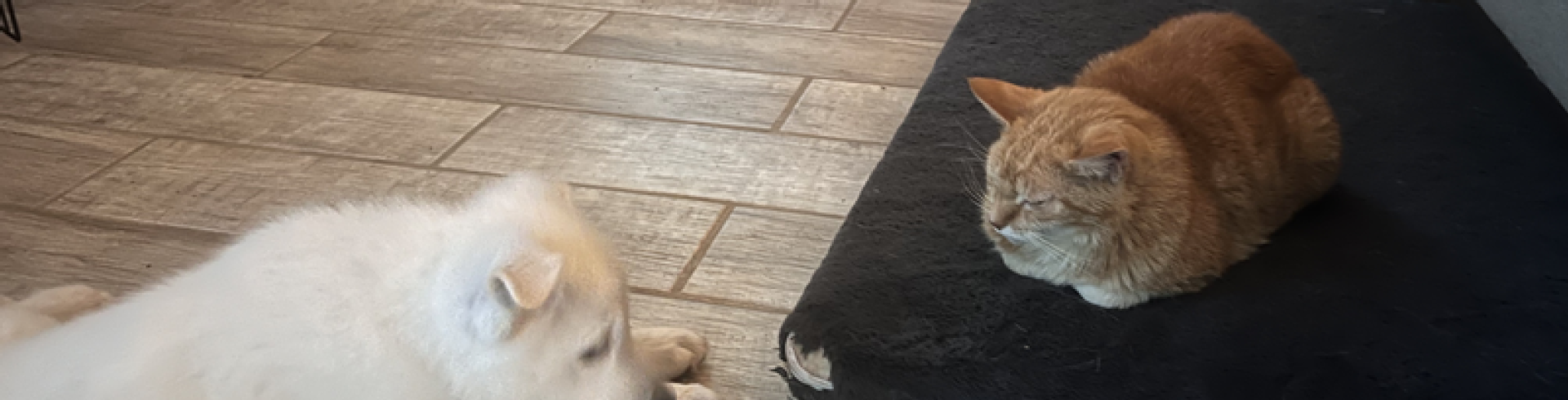 Sunnyside White Swiss Shepherds / Clarksville VA / Is the WSS a good match for me?