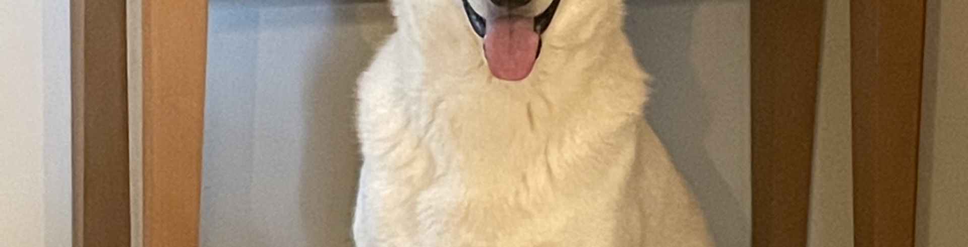 Sunnyside White Swiss Shepherds / Clarksville VA / Handsome Mojo six years today