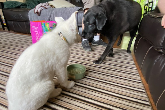 The Sunnyside Sisters Bed and Breakfast / Clarksville VA / How do dogs cope with loss?