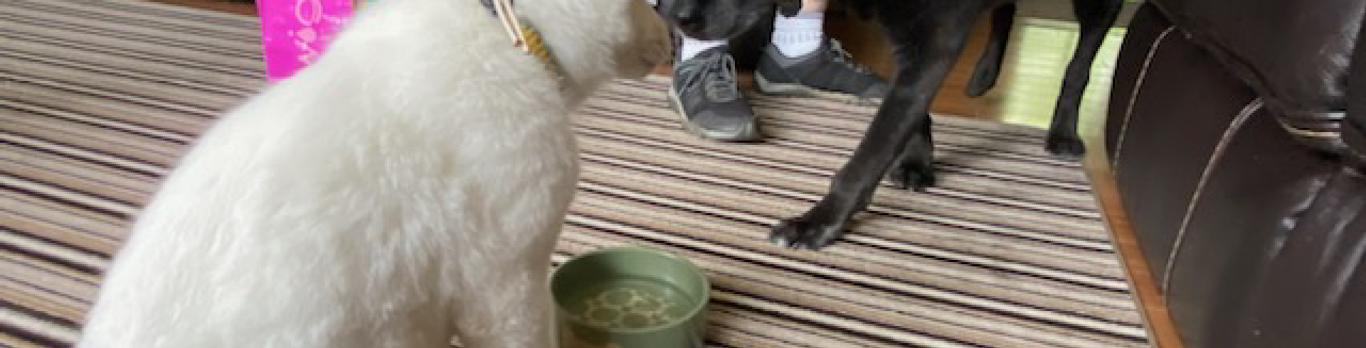 Sunnyside White Swiss Shepherds / Clarksville VA / How do dogs cope with loss?