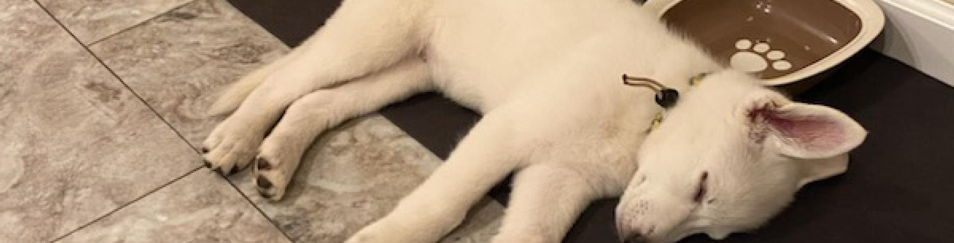 Sunnyside White Swiss Shepherds / Clarksville VA /